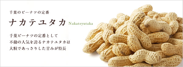 千葉のピーナッツの定番　ナカテユタカ
